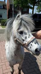 Bildhübscher Appaloosa Hengst 1 2 Spännig gefahren