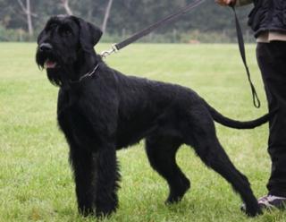 Riesenschnauzer Rüden