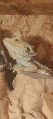 Bartagame mit Terrarium Komplett