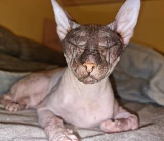 Don Sphynx weiblich