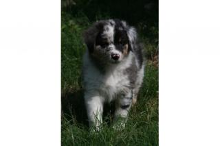 Australian Shepherd Welpen mit ASCA Papieren