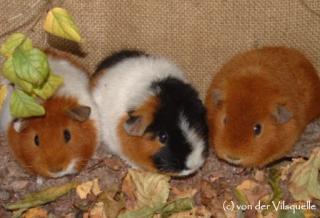 84416 Bayern Rexmeerschweinchen von der Vilsquelle