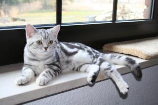 Süßes reinrassiges Whiskas BKH Kätzchen abzugeben