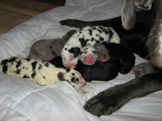 Juhu wir haben 9 kleine Doggenbabys