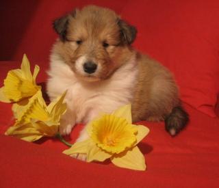 Colliewelpen, gold-sable