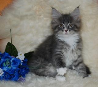Maine Coon Blausternchen sind noch auf der Suche.