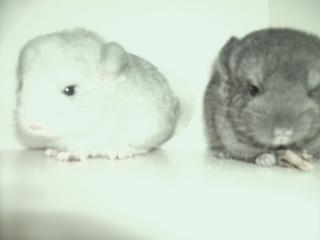 2 süße Chinchilla Babys abzugeben
