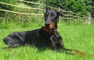 Dobermaqnn Rüde Jack ge. 01. 08. 2021 sucht neues Körbchen