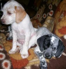 2 süße Mischlingswelpen Labrador-Schnauzer-Mix abzugeben