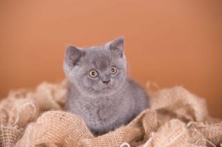 Reinrassiger Kartäuser und BKH Kater, schwarz suchen neues Zuhause