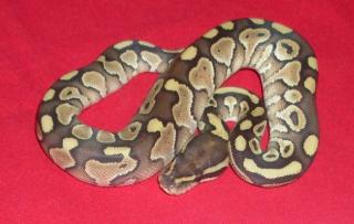 Königspython Lesser Platinum