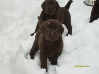 Schokobraune Labradorwelpen abzugeben