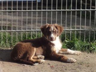 Australian Shepherd Welpen