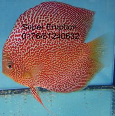 Diskus Red Leopard, Super Eruption.