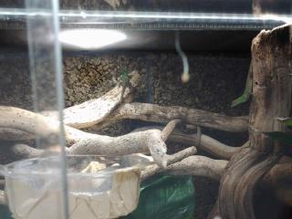 Anolis distichus 0. 1