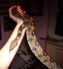 Boa Constrictor Imperator zu verkaufen 1. 0 männlich, 2 1/2 Jahre, ca. 1, 10m