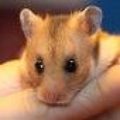 Verschenke Hamster