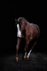 American Quarter Horse Hengst
