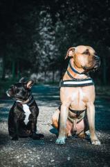 Chiko Mischling sucht zuhhause mit Garten