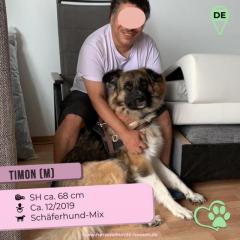 Timon. ist ein toller Hund, loyal und sehr auf seinen Menschen bezogen