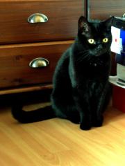 Schwarze Katze in liebevolle Hände abzugeben