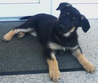 Schäferhundwelpen nach Jimbeam vom Talka Marda