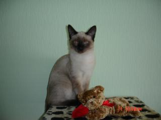 Verschmuster Siam Kater 4 Monate
