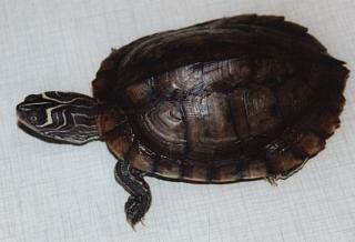 Hallo verkaufe 5 höckerschildkröten alle handzahm weibchen wie auch männchen