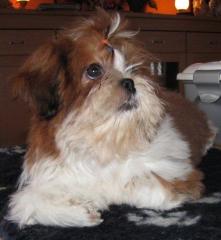 Zuckerschnute mit Papieren - Shihtzu