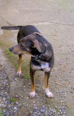 Jagdhund-Mix Lamia, 2 Jahre