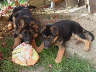 1 Langhaarschäferhundwelpe, 1 Stockhaarschäferhundwelpe