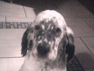 English Setter Welpen 4 Hündinnen 4 Rüden