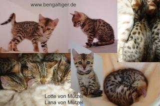 Lotte von Mützel Lana von Mützel sind noch FREI