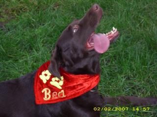 Beauty-dogworld