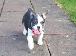 Super Franz sische Bulldogge Welpen mit Papieren.
