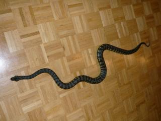 1. 1 Morelia spilota cheynei von 2021 Teppichpython