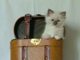 2 Ragdoll Kater jetzt 8 wochen alt.
