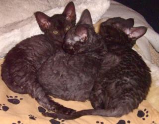 Schwarze German Rex-Babies