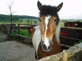 Verkaufe Pinto-Isländer-Mix Stute 7 Jahre
