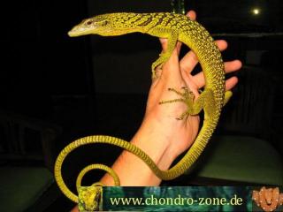Varanus, prasinus, bohmei, salvadori.