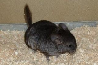 Chinchilla Babys abzugeben