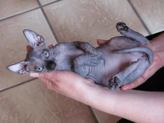 Kanada Sphynx - Babys
