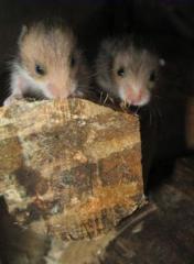 Noch kleine 4 Wochen alte Teddyhamsterbabys abzugeben