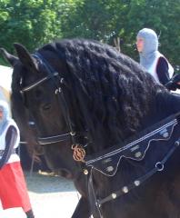 Biete Reitbeteiligung auf bravem Friesen in Königsbrunn