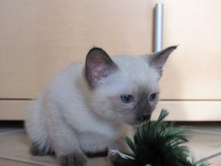Thaikatze, Siam Katze alter Typ