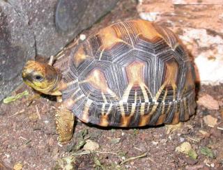 Landschildkröten Geochelone radiata aus 100 Nz
