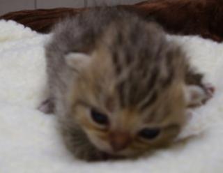 Süße Exotic Shorthair Babys sind geboren