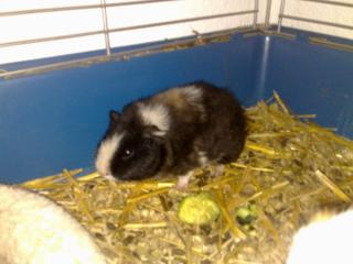 Meerschweinchen Käfig