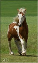 Deckanzeige Irish Tinker - Fuchsschecke
