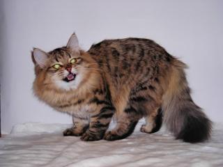 Sibirische Katzenbabys